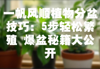 一帆风顺植物分盆技巧：5步轻松繁殖 爆盆秘籍大公开