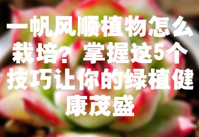 一帆风顺植物怎么栽培？掌握这5个技巧让你的绿植健康茂盛