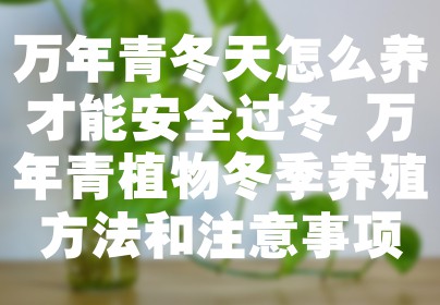 万年青冬天怎么养才能安全过冬 万年青植物冬季养殖方法和注意事项
