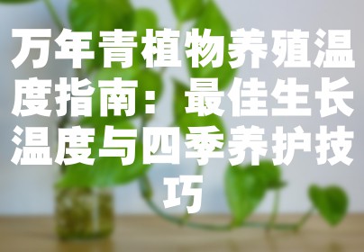 万年青植物养殖温度指南：最佳生长温度与四季养护技巧