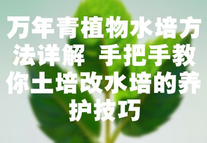 万年青植物水培方法详解 手把手教你土培改水培的养护技巧