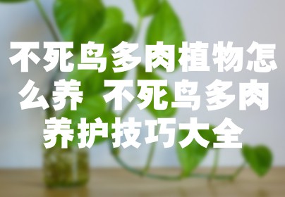 不死鸟多肉植物怎么养 不死鸟多肉养护技巧大全