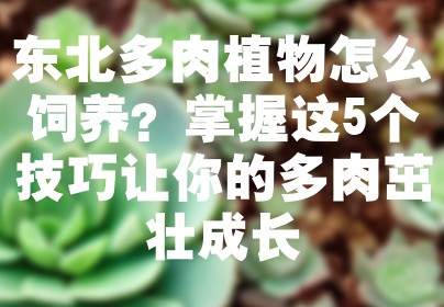 东北多肉植物怎么饲养？掌握这5个技巧让你的多肉茁壮成长