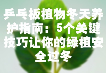 乒乓板植物冬天养护指南：5个关键技巧让你的绿植安全过冬