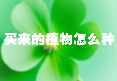 买来的植物怎么种