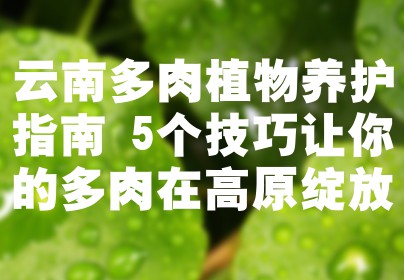 云南多肉植物养护指南 5个技巧让你的多肉在高原绽放