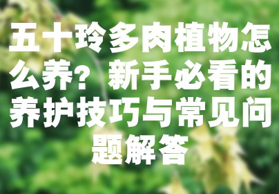五十玲多肉植物怎么养？新手必看的养护技巧与常见问题解答