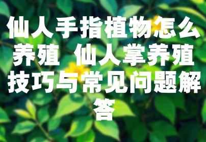 仙人手指植物怎么养殖 仙人掌养殖技巧与常见问题解答