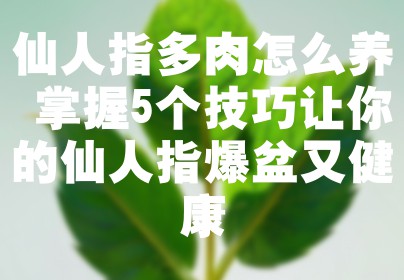 仙人指多肉怎么养 掌握5个技巧让你的仙人指爆盆又健康