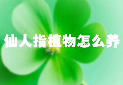 仙人指植物怎么养