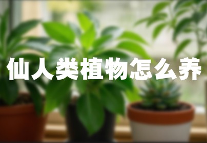 仙人类植物怎么养