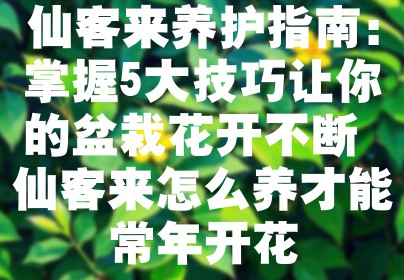仙客来养护指南：掌握5大技巧让你的盆栽花开不断 仙客来怎么养才能常年开花