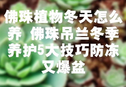 佛珠植物冬天怎么养 佛珠吊兰冬季养护5大技巧防冻又爆盆