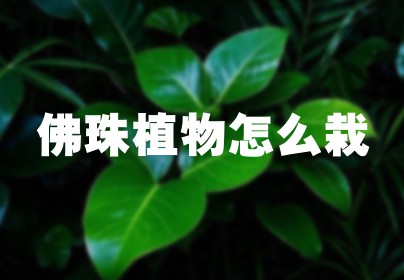 佛珠植物怎么栽