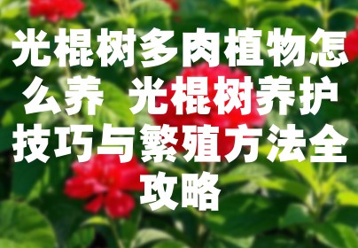 光棍树多肉植物怎么养 光棍树养护技巧与繁殖方法全攻略