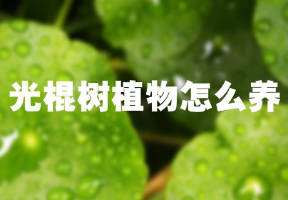光棍树植物怎么养