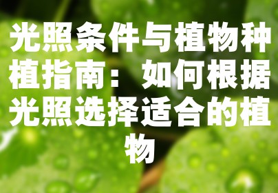 光照条件与植物种植指南：如何根据光照选择适合的植物