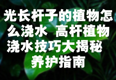 光长杆子的植物怎么浇水 高杆植物浇水技巧大揭秘 养护指南