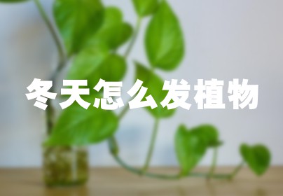 冬天怎么发植物