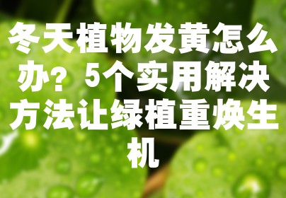 冬天植物发黄怎么办？5个实用解决方法让绿植重焕生机