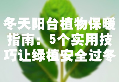 冬天阳台植物保暖指南：5个实用技巧让绿植安全过冬