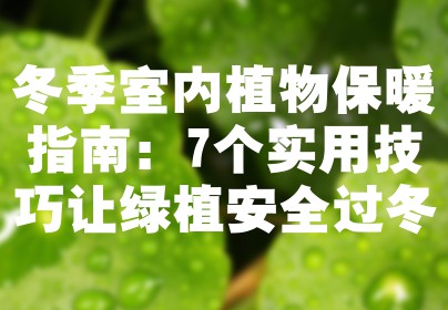 冬季室内植物保暖指南：7个实用技巧让绿植安全过冬