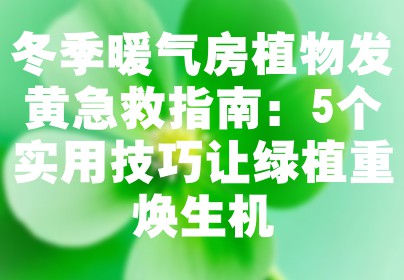 冬季暖气房植物发黄急救指南：5个实用技巧让绿植重焕生机