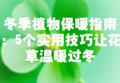 冬季植物保暖指南：5个实用技巧让花草温暖过冬