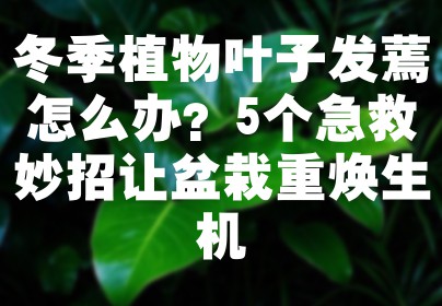 冬季植物叶子发蔫怎么办？5个急救妙招让盆栽重焕生机