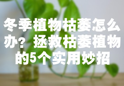 冬季植物枯萎怎么办？拯救枯萎植物的5个实用妙招