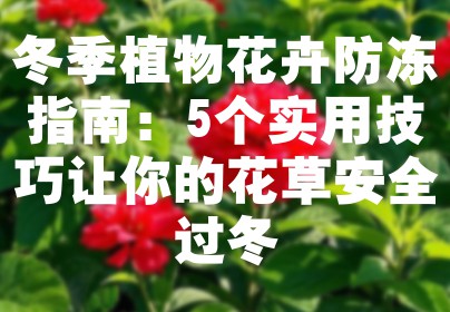 冬季植物花卉防冻指南：5个实用技巧让你的花草安全过冬