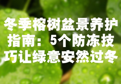 冬季榕树盆景养护指南：5个防冻技巧让绿意安然过冬