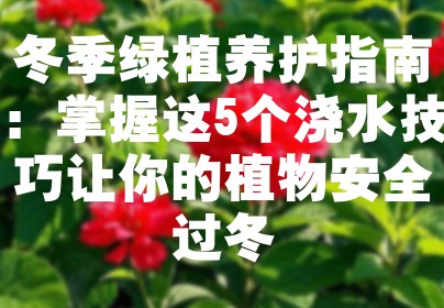 冬季绿植养护指南：掌握这5个浇水技巧让你的植物安全过冬