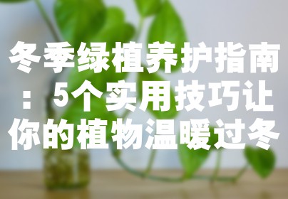 冬季绿植养护指南：5个实用技巧让你的植物温暖过冬