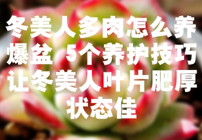 冬美人多肉怎么养爆盆 5个养护技巧让冬美人叶片肥厚状态佳