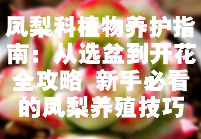 凤梨科植物养护指南：从选盆到开花全攻略 新手必看的凤梨养殖技巧
