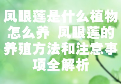 凤眼莲是什么植物怎么养 凤眼莲的养殖方法和注意事项全解析