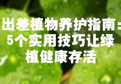 出差植物养护指南：5个实用技巧让绿植健康存活