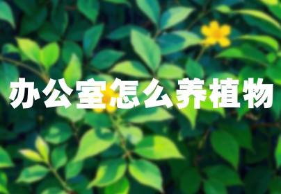 办公室怎么养植物