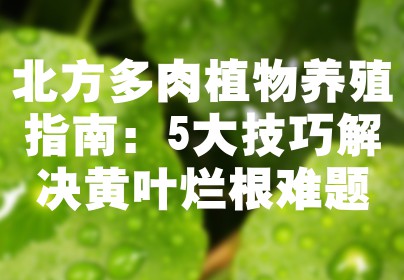 北方多肉植物养殖指南：5大技巧解决黄叶烂根难题
