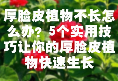 厚脸皮植物不长怎么办？5个实用技巧让你的厚脸皮植物快速生长