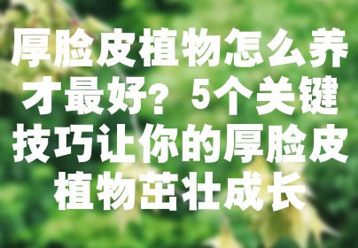 厚脸皮植物怎么养才最好？5个关键技巧让你的厚脸皮植物茁壮成长