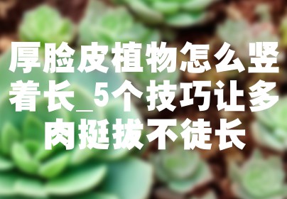 厚脸皮植物怎么竖着长_5个技巧让多肉挺拔不徒长