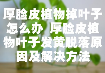 厚脸皮植物掉叶子怎么办 厚脸皮植物叶子发黄脱落原因及解决方法