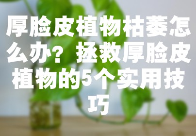 厚脸皮植物枯萎怎么办？拯救厚脸皮植物的5个实用技巧