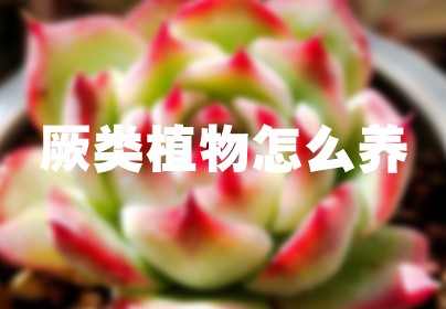 厥类植物怎么养