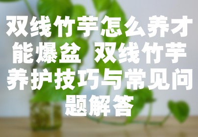 双线竹芋怎么养才能爆盆 双线竹芋养护技巧与常见问题解答