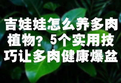 吉娃娃怎么养多肉植物？5个实用技巧让多肉健康爆盆
