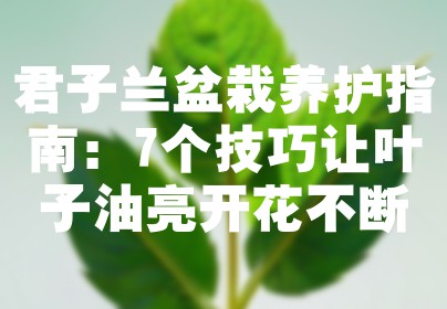 君子兰盆栽养护指南：7个技巧让叶子油亮开花不断
