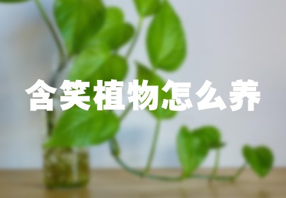 含笑植物怎么养
